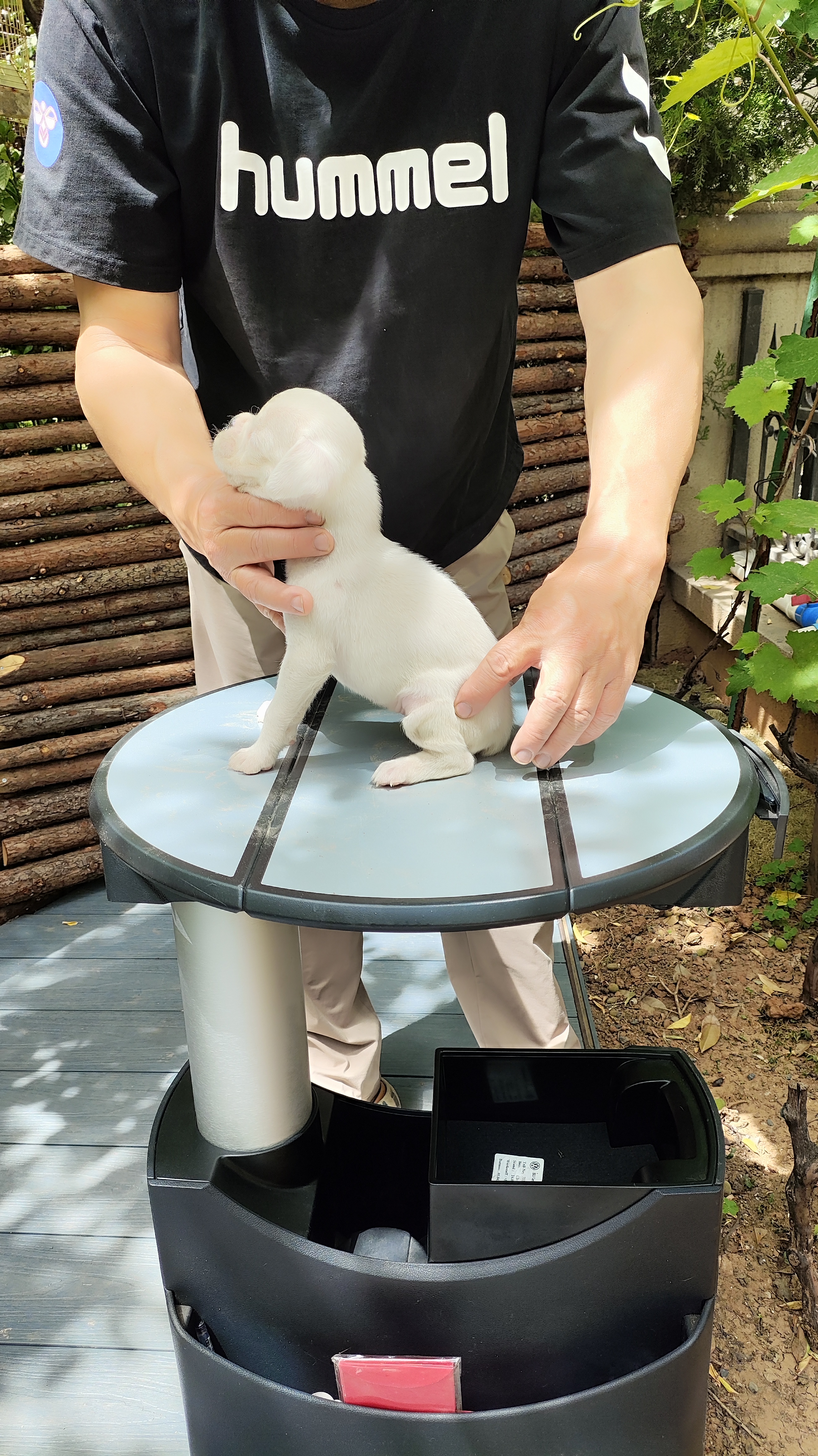 家养纯正拳师犬
白龙，极品，有面